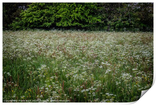 Field with wild chervil in Thy, Denmark Print by Frank Bach