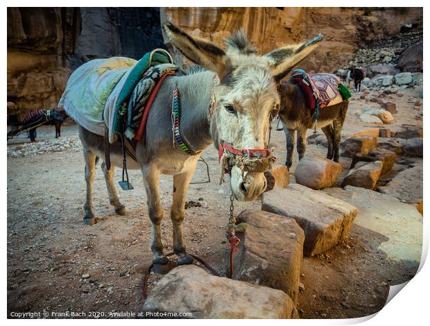 Donkey near the Shrine in Petra Print by Frank Bach