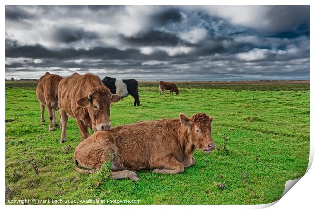 Grazing cows in the meadows of Skjern in Denmark Print by Frank Bach