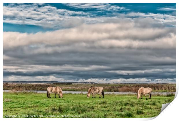 Wild horses in the meadows of Skjern in Denmark Print by Frank Bach