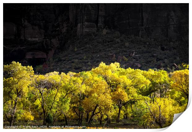 Autumn leaves in Zion National Park, Utah Print by Frank Bach