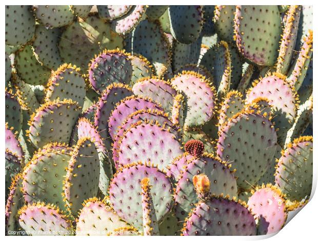 Opuntia cacti with buds and spines Print by Frank Bach