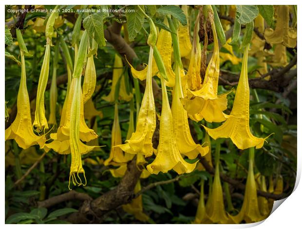 Yellow Brugmansia or Angels Trumpets Print by Frank Bach