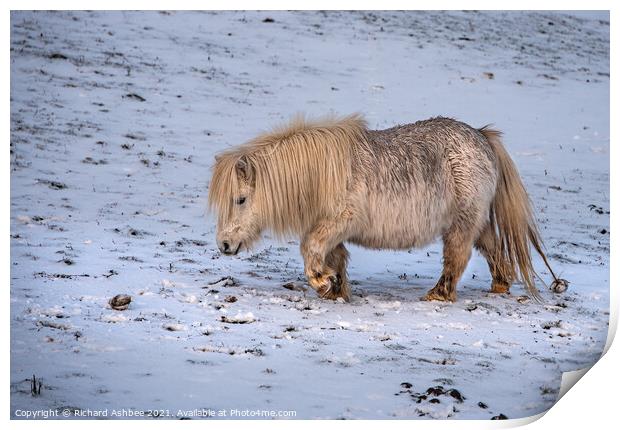 A white Shetland Pony walking across a snow covere Print by Richard Ashbee