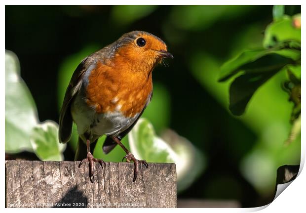 The inquisitive Robin Print by Richard Ashbee