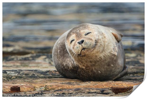 Happy Common seal Print by Richard Ashbee