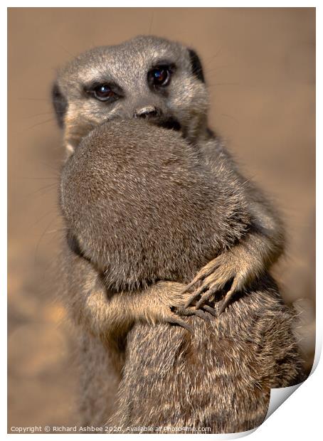 Meerkat love Print by Richard Ashbee