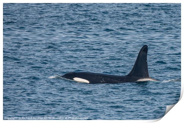 Orca -Killer whale Shetland Print by Richard Ashbee