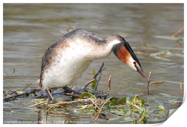 Great Crested Grebe Print by Richard Ashbee