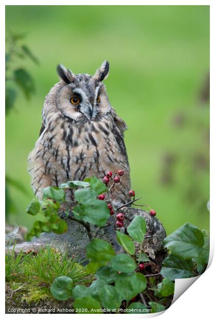 Long Eared Owl Print by Richard Ashbee