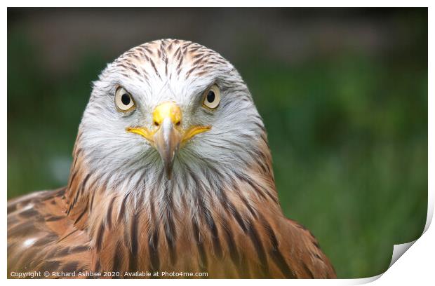 A close up of a Red Kite Print by Richard Ashbee