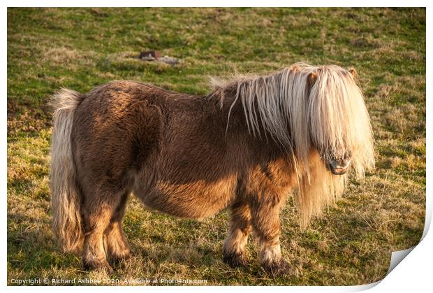 Shetland Pony with cream forelock Print by Richard Ashbee
