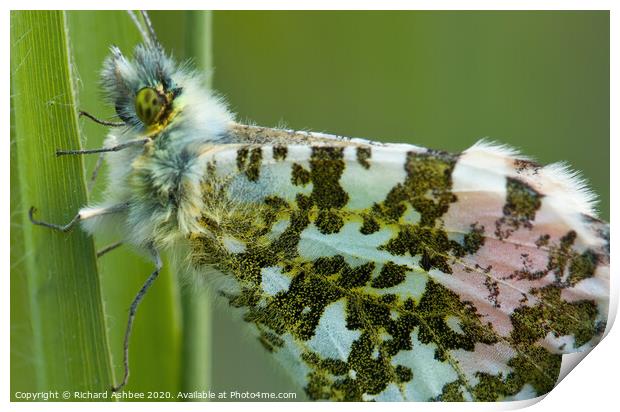 Orange Tip Butterfly Print by Richard Ashbee