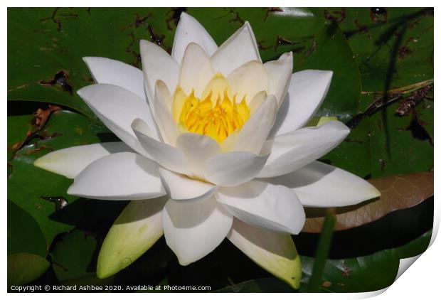 White water lily Print by Richard Ashbee