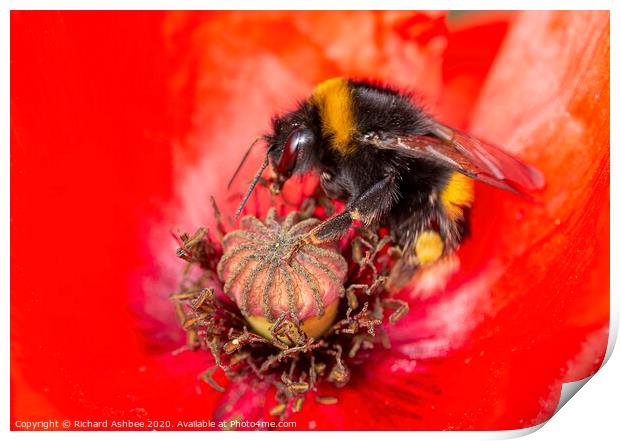 Bee in Poppy Print by Richard Ashbee