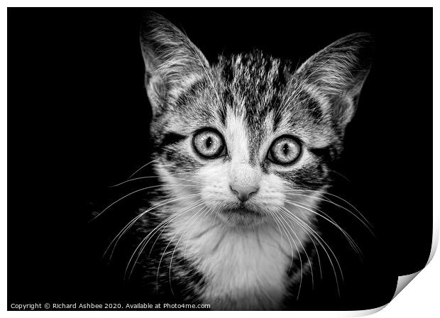 Kitten portrait in Black & White Print by Richard Ashbee