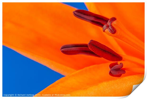 Orange Lily  Print by Richard Ashbee