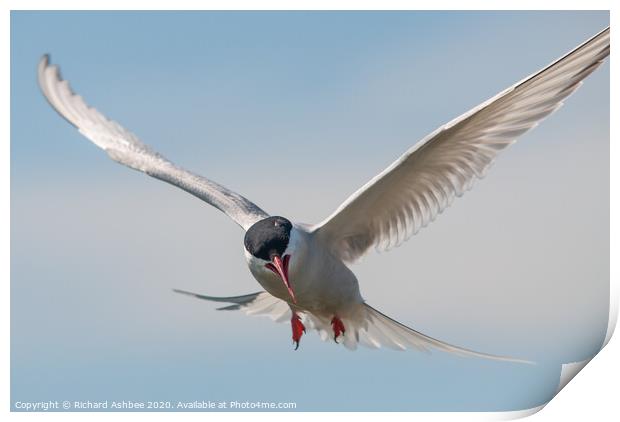 Arctic tern attack Print by Richard Ashbee