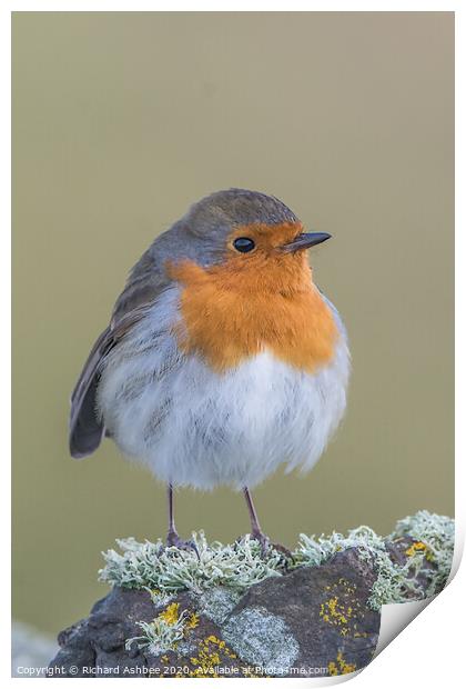 Christmas Robin Print by Richard Ashbee