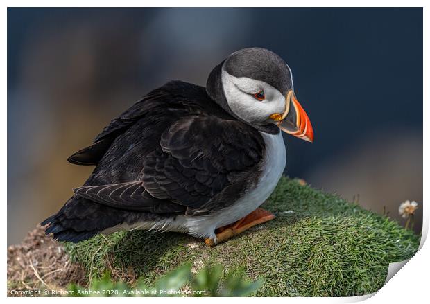 Shetland Puffin resting on a cliff ledge Print by Richard Ashbee