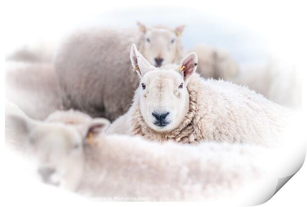 Sheep in the snow Print by Richard Ashbee