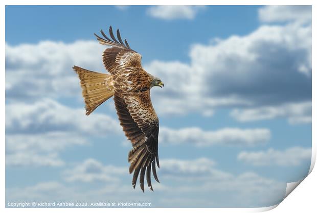 English Red Kite in flight Print by Richard Ashbee