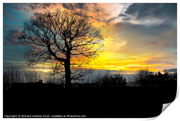 Lone tree with winter sunset Print by Richard Ashbee