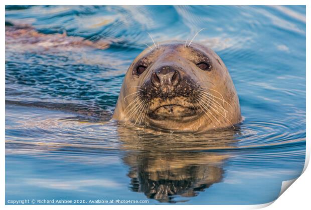 Curious seal Print by Richard Ashbee