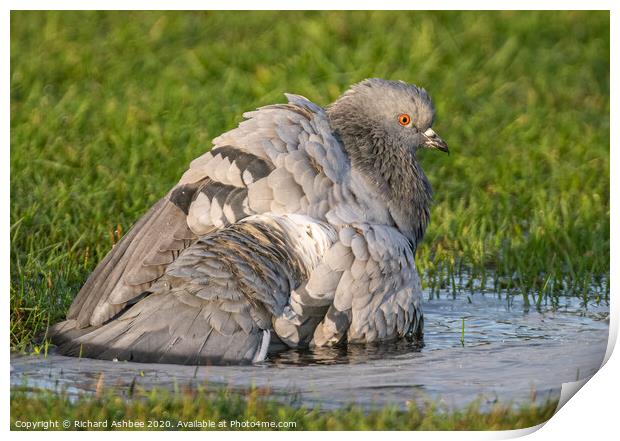 Shetland Rock Dove having a bath Print by Richard Ashbee