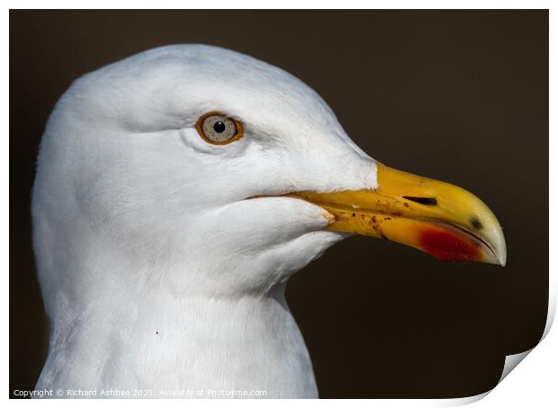 Herring Gull Close up Print by Richard Ashbee