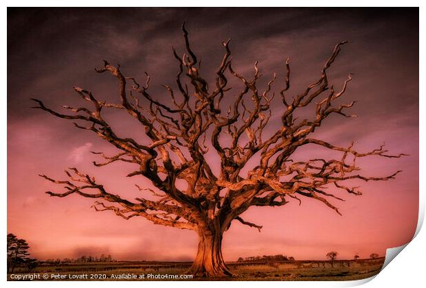 Dead Oak, Wales Print by Peter Lovatt  LRPS