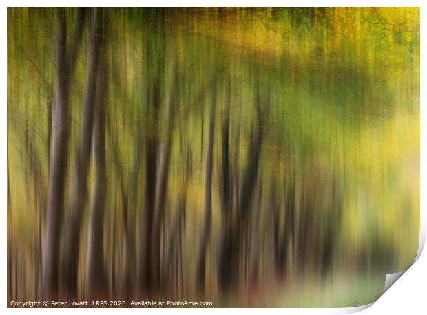 Autumn Trees Print by Peter Lovatt  LRPS