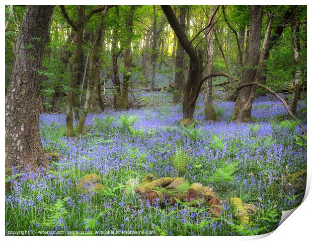 An Image of a Bluebell Wood in Spring Print by Peter Lovatt  LRPS
