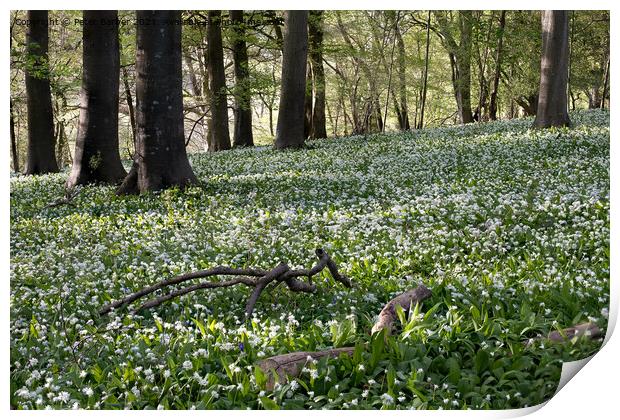 A sea of wild garlic in the woodlands near Idswort Print by Peter Barber