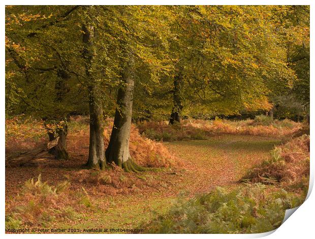A woodland path in Autumn in the New Forest Print by Peter Barber