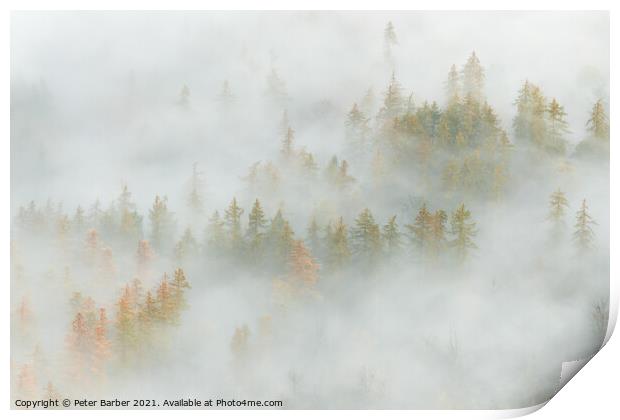 Great Wood in the Lake District lost in the fog Print by Peter Barber