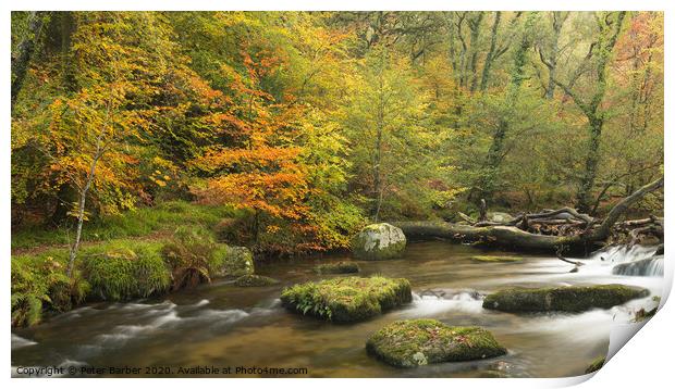 Autumn colours in Dewerstone woods Print by Peter Barber