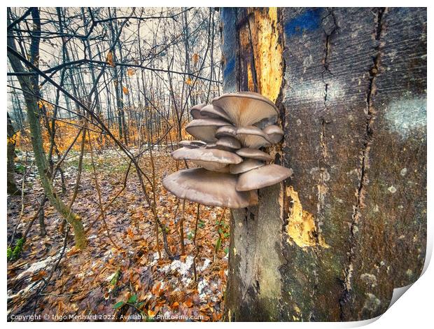 Winter mushrooms Print by Ingo Menhard