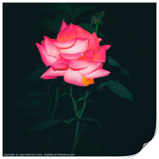 Night rose Print by Ingo Menhard
