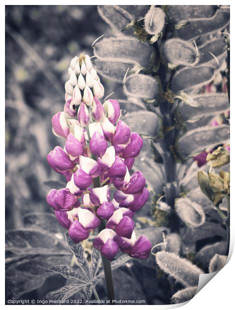 The beauty of lupines  Print by Ingo Menhard