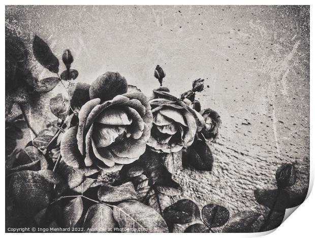 A family of roses Print by Ingo Menhard