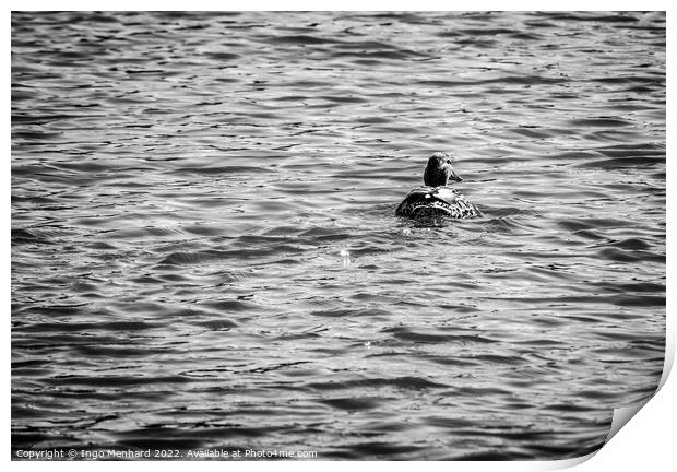 The classic duck swimmer Print by Ingo Menhard
