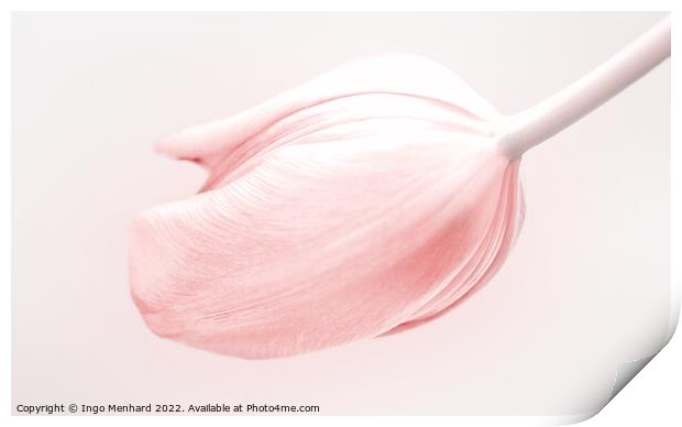 Tulip in light and soft pink Print by Ingo Menhard