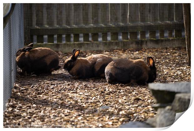 Group of brown rabbits behind a fence Print by Ingo Menhard