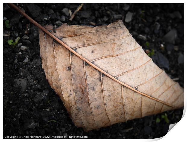 Brown leaf in autumn Print by Ingo Menhard