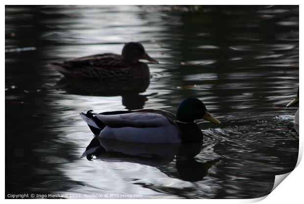 Mallard ducks in a lake Print by Ingo Menhard