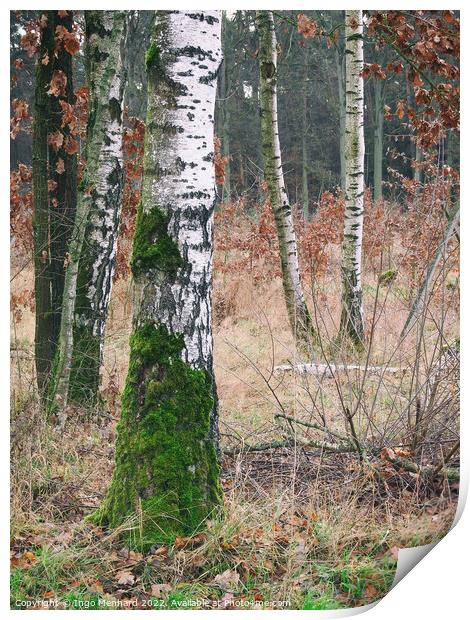 Vertical shot of birch trees in the forest Print by Ingo Menhard