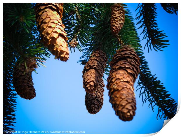 Closeup shot of brown pine cones on a blue background Print by Ingo Menhard