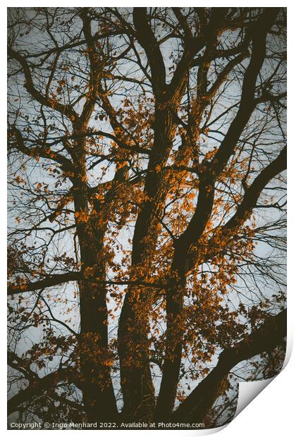 Vertical shot of a tree in a park Print by Ingo Menhard