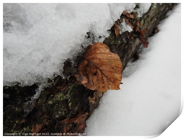 Closeup of the tree bark covered in snow and fallen brown leaves in winter Print by Ingo Menhard